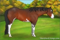 Horse Color:Bay Sabino 