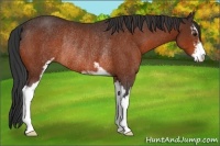 Horse Color:Bay Sabino Rabicano