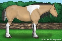 Horse Color:Buckskin Tobiano