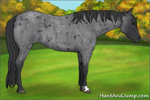 Horse Color:Blue Roan