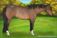 Horse Color:Buckskin Rabicano 