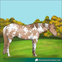 Horse Color:White Spotted Black Pearl
