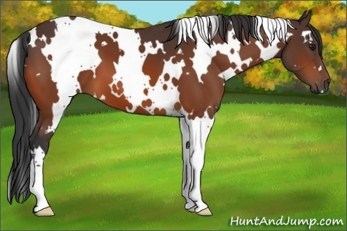 Horse Color:White Spotted Bay 