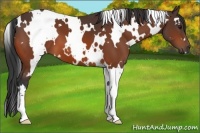 Horse Color:White Spotted Bay 