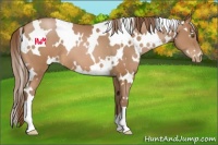Horse Color:White Spotted Brown Pearl 