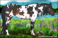 Horse Color:White Spotted Brown