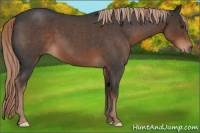Horse Color:Liver Red Roan 