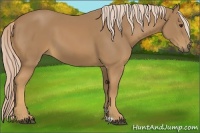 Horse Color:Palomino
