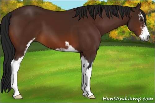 Horse Color:Gray Bay Sabino
