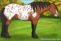 Horse Color:Bay Splash Appaloosa