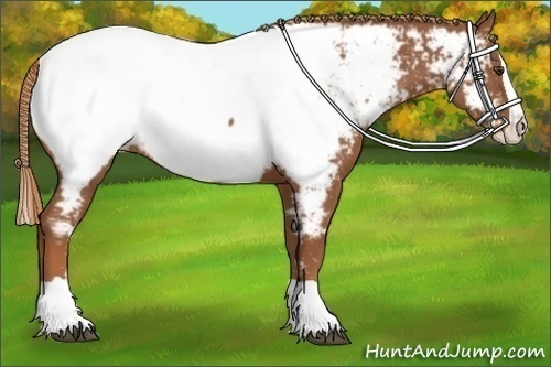 Horse Color:Chestnut Splash Appaloosa 