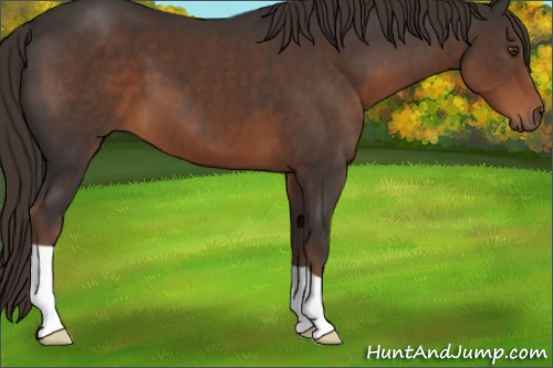 Horse Color:Liver Chestnut 