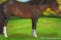 Horse Color:Liver Chestnut 