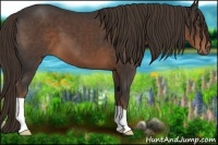 Horse Color:Liver Chestnut 