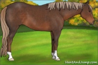 Horse Color:Liver Chestnut 