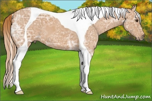Horse Color:Red Ice Roan Tobiano 