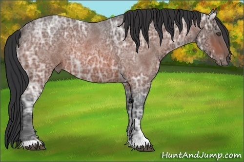 Horse Color:Bay Ice Roan Rabicano 