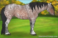 Horse Color:Bay Ice Roan Rabicano