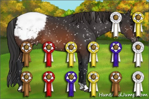 Horse Color:Brown Appaloosa 