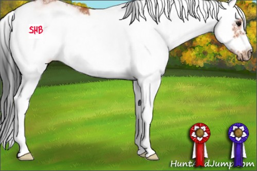 Horse Color:Bay Sabino Frame 