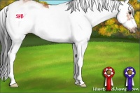 Horse Color:Bay Sabino Frame