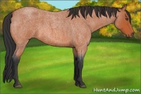Horse Color:Bay Roan 