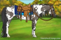 Horse Color:White Spotted Smoky Grullo 
