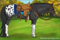 Horse Color:Black Appaloosa
