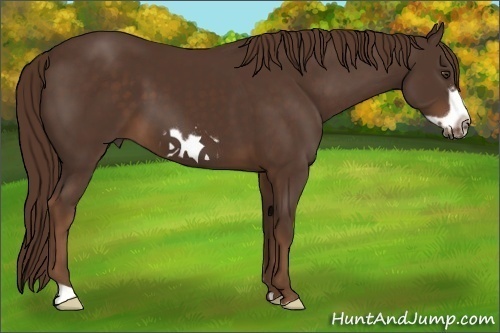 Horse Color:Liver Chestnut Frame 