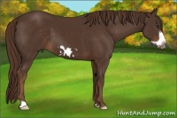 Horse Color:Liver Chestnut Frame 