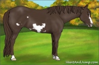 Horse Color:Liver Chestnut Frame 