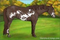 Horse Color:Liver Chestnut Frame 