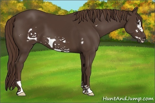 Horse Color:Liver Chestnut Frame 