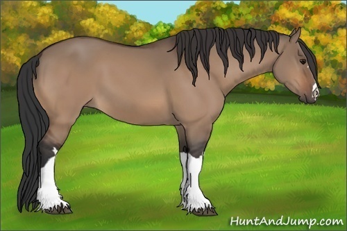 Horse Color:Bay Dun 