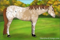 Horse Color:Red Dun Ice Rabicano