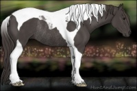Horse Color:Smoky Black Tobiano Rabicano