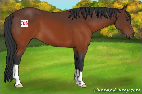Horse Color:Brown 