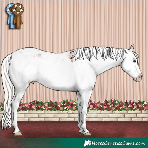 Horse Color:Silver Brown Sabino Splash