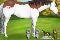 Horse Color:Bay Splash 