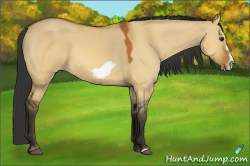 Horse Color:Bay Dun Frame 