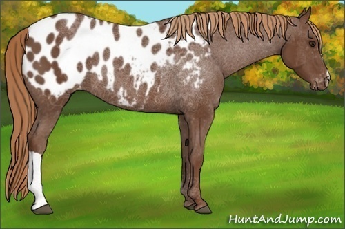 Horse Color:Chestnut Appaloosa