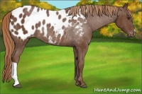 Horse Color:Chestnut Appaloosa 