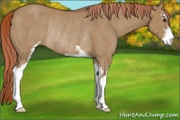 Horse Color:Red Dun Sabino Rabicano