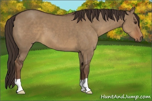 Horse Color:Liver Red Dun 