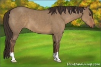 Horse Color:Liver Red Dun 