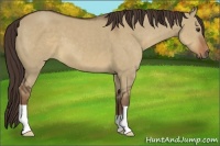 Horse Color:Liver Red Dun 