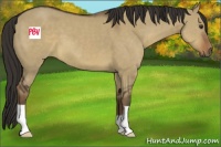 Horse Color:Liver Red Dun 