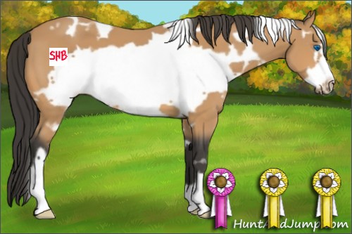 Horse Color:White Spotted Buckskin Frame 