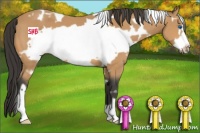 Horse Color:White Spotted Buckskin Frame 