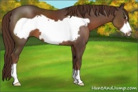 Horse Color:Liver Chestnut Frame 